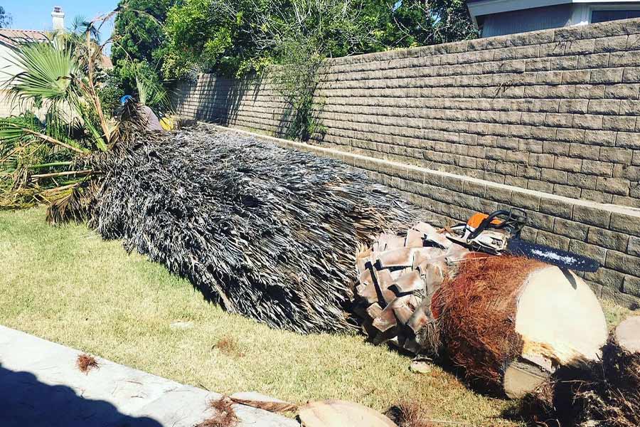 palm-tree-removal-services