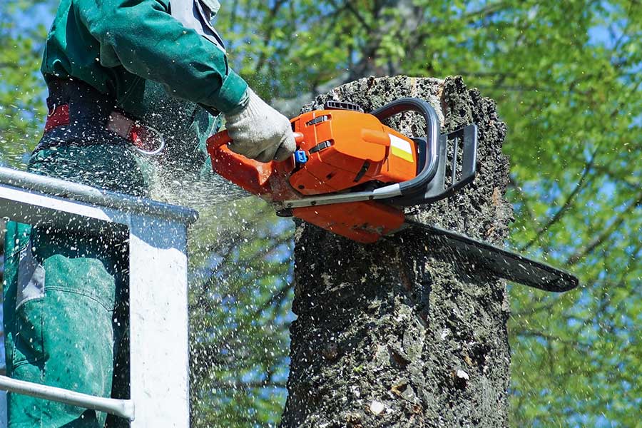 worker-with-chainsaw-chopping-top-of-tree-oxnard-ca
