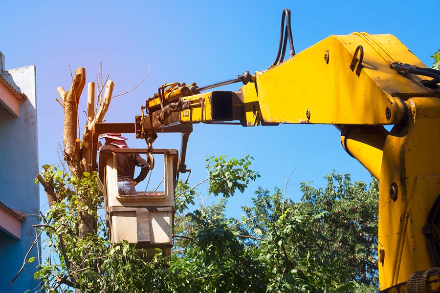 yellow-bucket-truck-and-worker-removing-tree-oxnard-ca